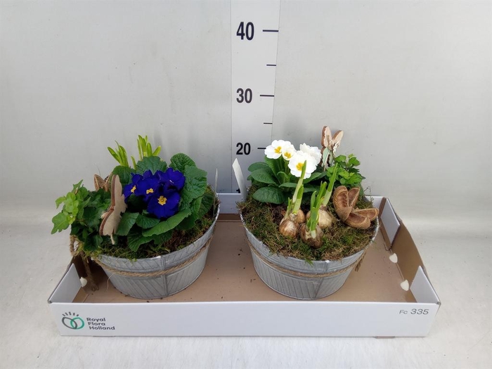 <h4>Arr.   Tuinplanten L%</h4>