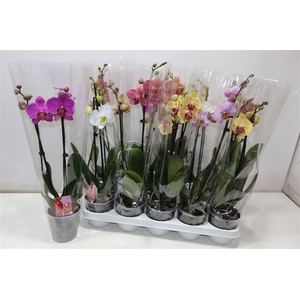 Phal Gem Kort