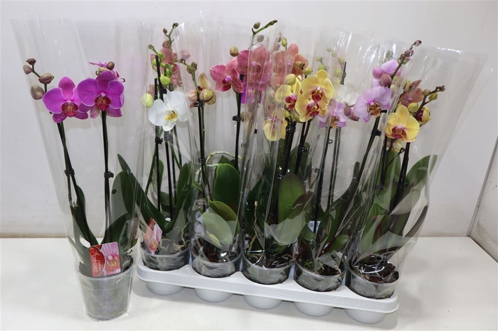 <h4>Phal Gem Kort</h4>