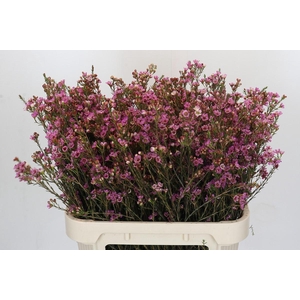 Chamelaucium Painted Lady