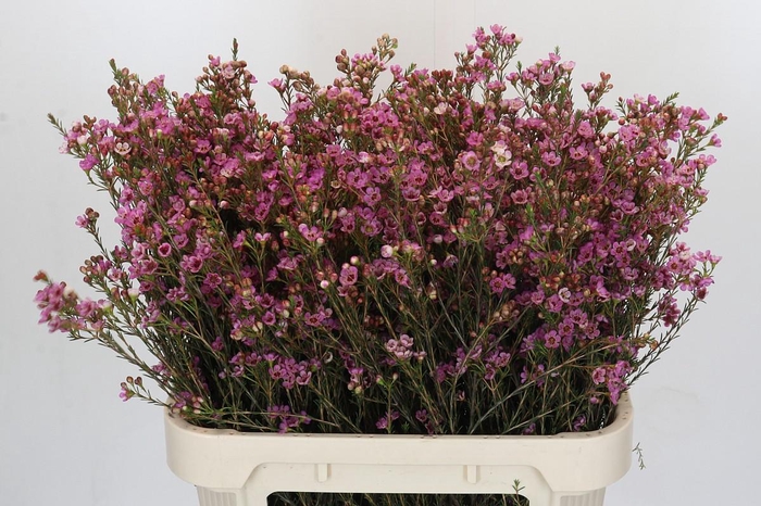 <h4>Chamelaucium Painted Lady</h4>