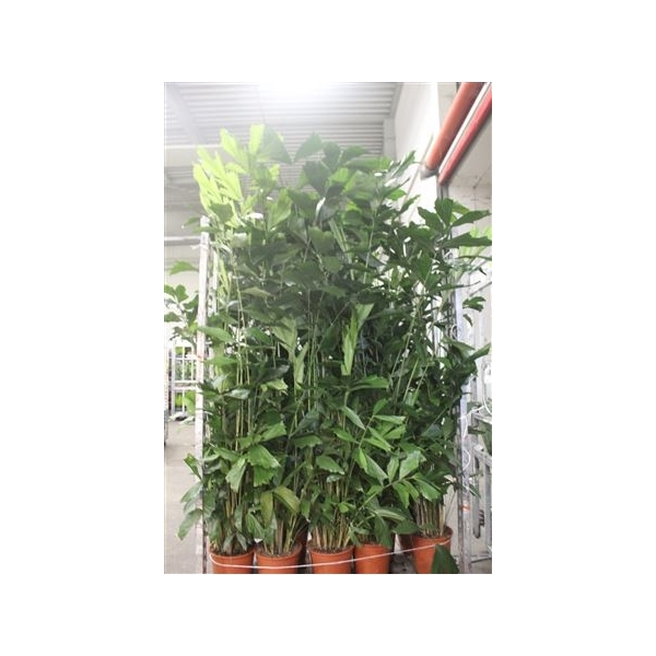 <h4>Caryota Mitis 20pp 220cm</h4>