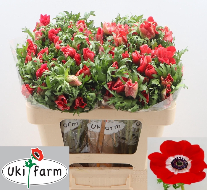 <h4>ANEM CO GALIL ROOD</h4>