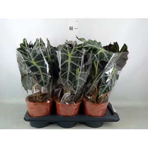 Alocasia amazonica 'Polly'