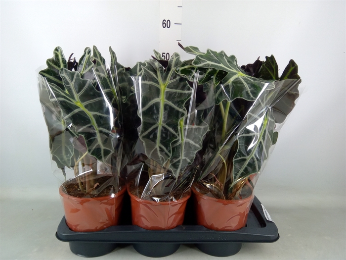 <h4>Alocasia amazonica 'Polly'</h4>