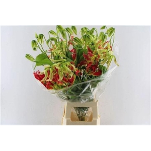 Gloriosa Southern Wind Japan