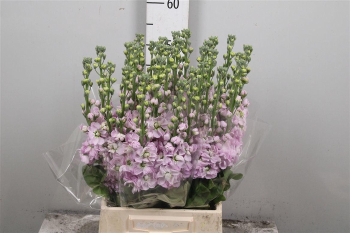 <h4>Matth Figaro L Rose</h4>