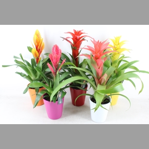 arr3 BS - Ker. happy mix bromelia