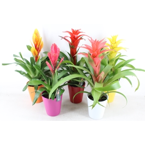 arr3 BS - Ker. happy mix bromelia