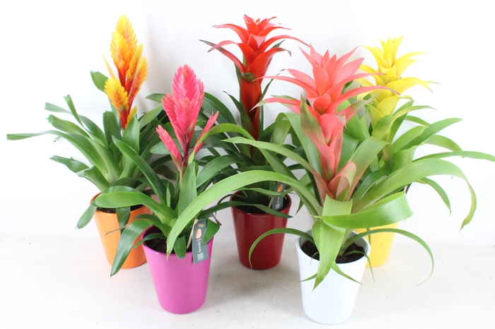 <h4>arr3 BS - Ker. happy mix bromelia</h4>