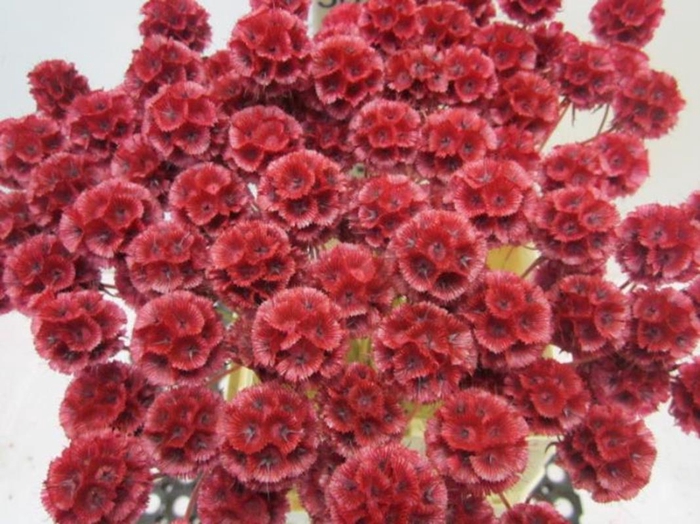 Scabiosa Cerise (gedroogd)