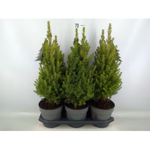 Picea glauca 'Perfecta'