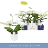 Phalaenopsis wit meer takken