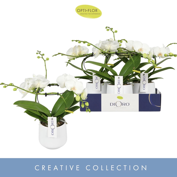 Phalaenopsis wit meer takken