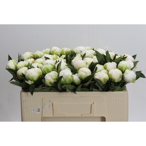 Paeonia Madame Claude Tain