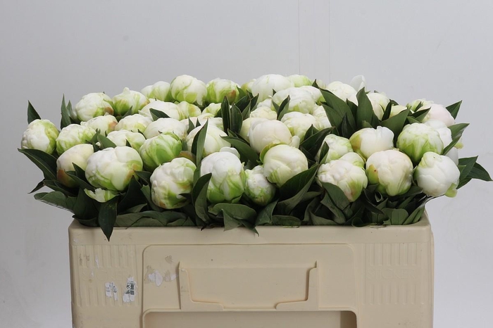 <h4>Paeonia Madame Claude Tain</h4>