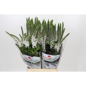Lysimachia Moonlight
