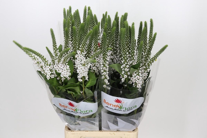 <h4>Lysimachia Moonlight</h4>