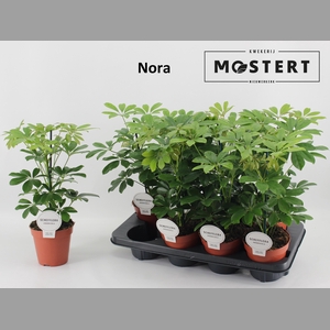 SCHEF AR NORA