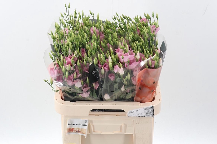 <h4>Eus E Claire L Pink</h4>