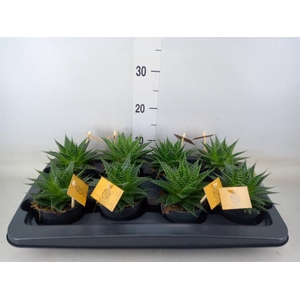 xGasteraloe  'Aurora'