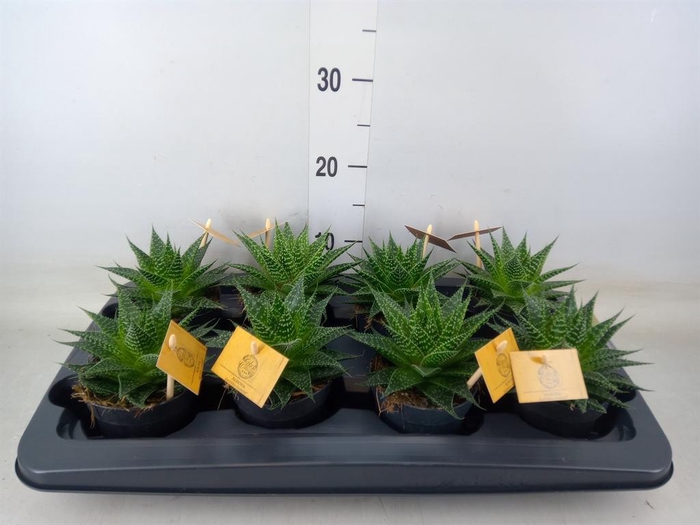 <h4>xGasteraloe  'Aurora'</h4>