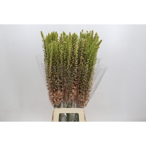 Eremurus Shelford Pink Star