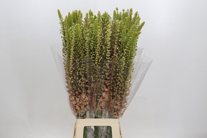 <h4>Eremurus Shelford Pink Star</h4>