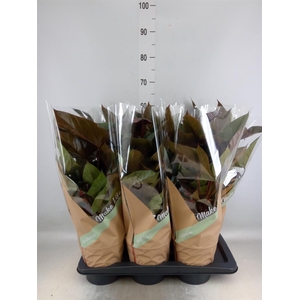 Anthurium andr. 'Beauty Black'