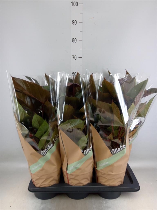 <h4>Anthurium andr. 'Beauty Black'</h4>