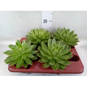 Echeveria agavoides
