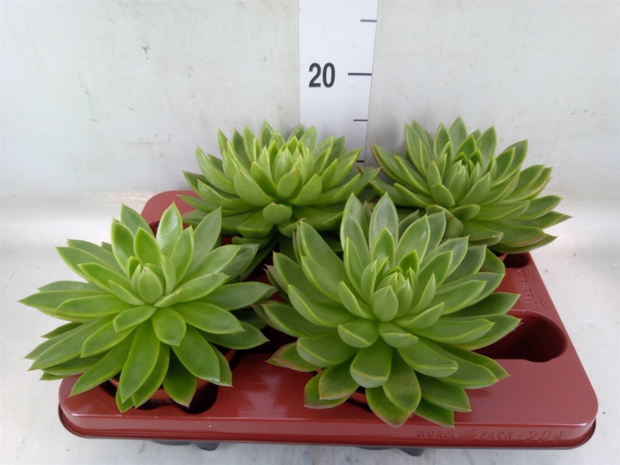 <h4>Echeveria agavoides</h4>