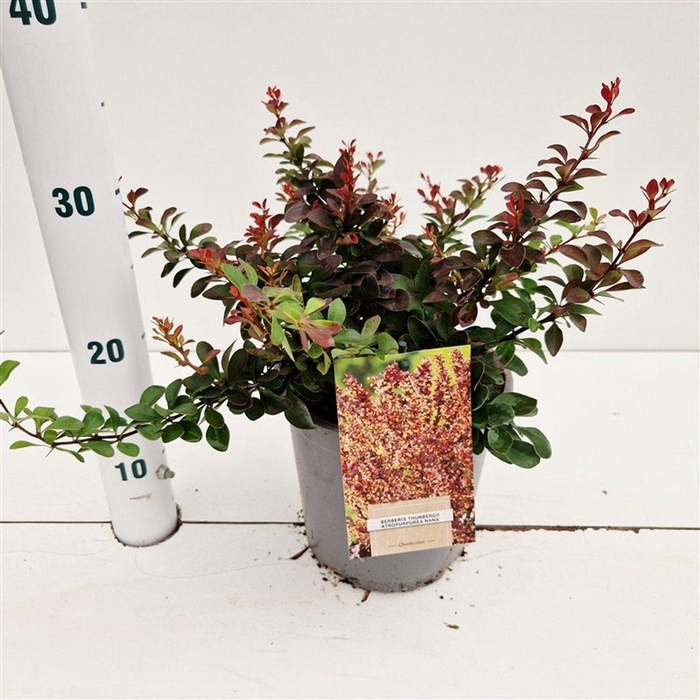 <h4>Berberis thunbergii Atropurpurea N</h4>