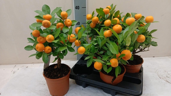 <h4>CITR MICROCARPA</h4>