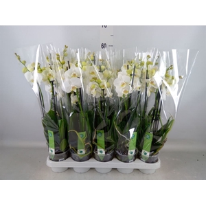 Phalaenopsis   ...white
