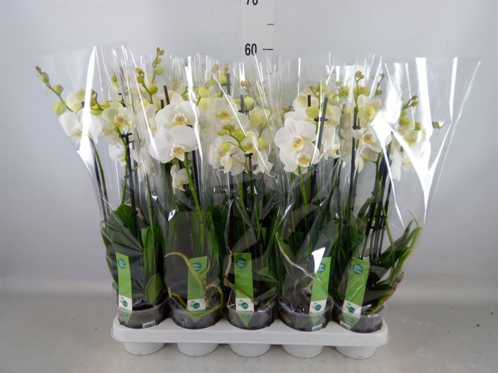 <h4>Phalaenopsis   ...white</h4>