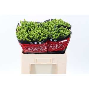 Hyp Jungle Rom 60cm