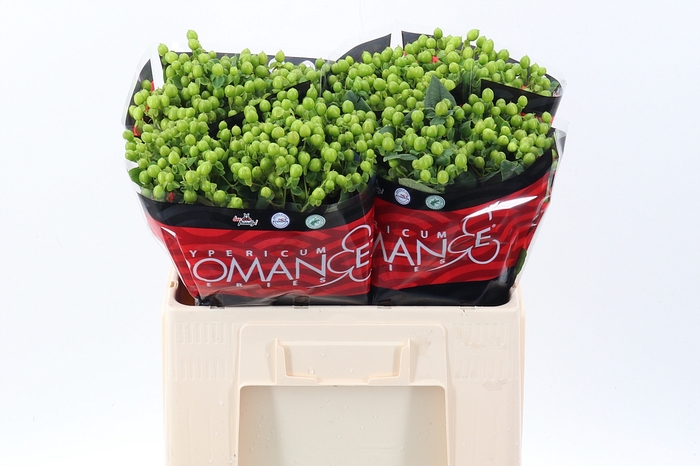 <h4>Hyp Jungle Rom 60cm</h4>