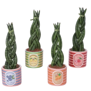 Sansevieria Cylindrica Braided 6 Leaf in Ceramic Pot Fruit