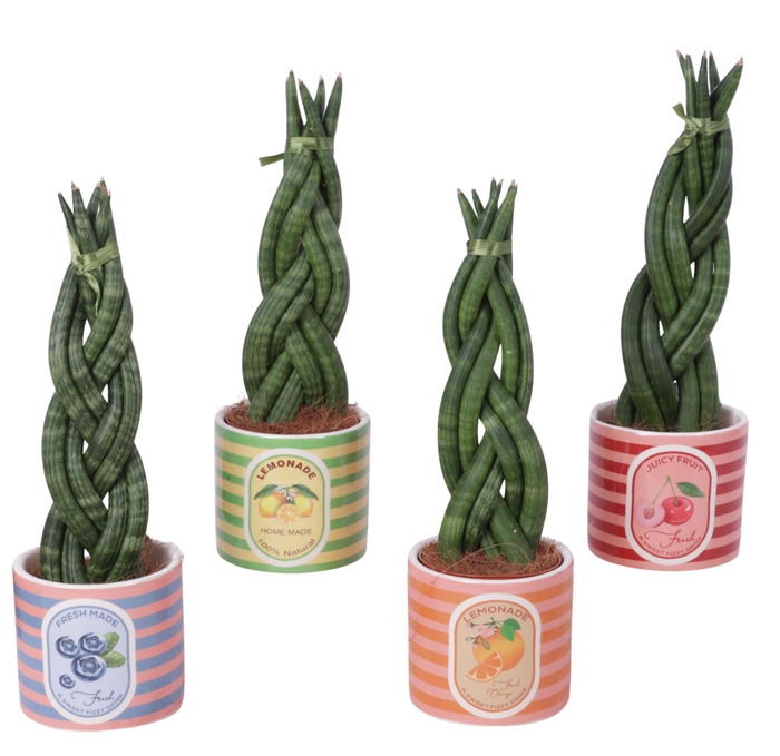 <h4>Sansevieria Cylindrica Braided 6 Leaf in Ceramic Pot Fruit</h4>