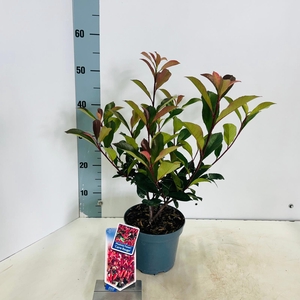 Photinia fraseri 'Carré Rouge'