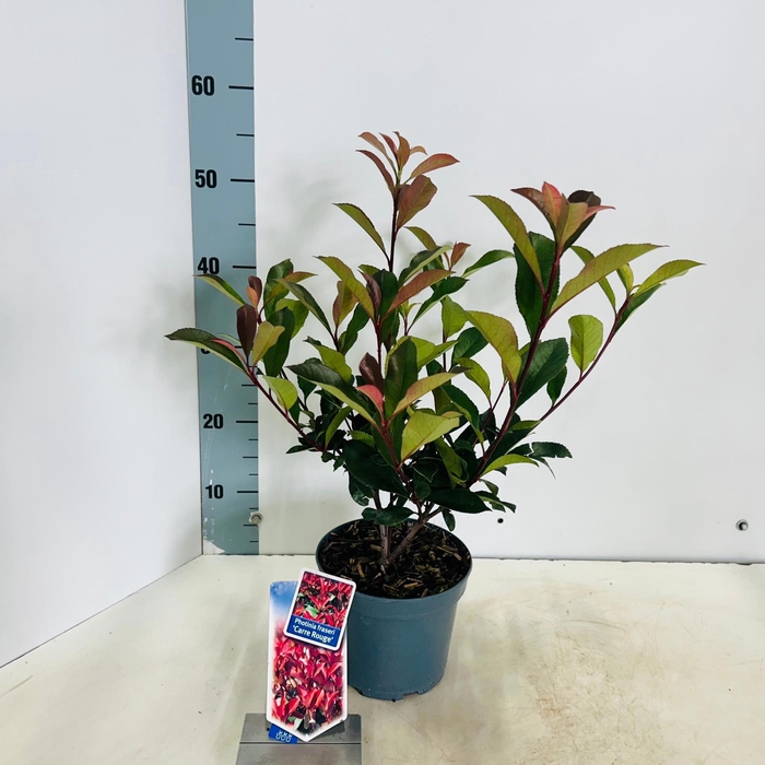 <h4>Photinia fraseri 'Carré Rouge'</h4>