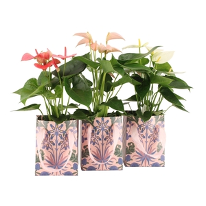 7502586: Solutionss Contradiction