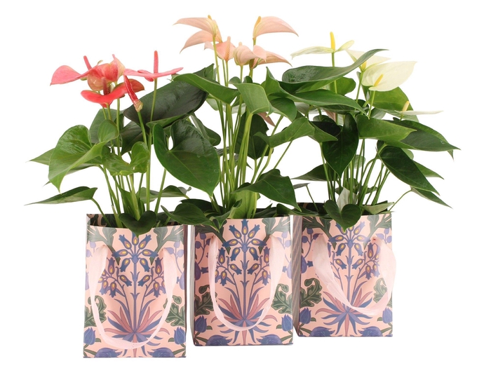 <h4>7502586: Solutionss Contradiction Anthurium</h4>