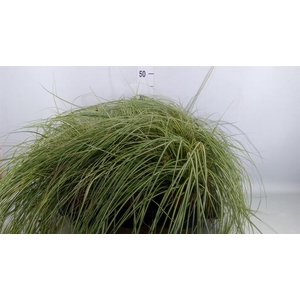 Carex hachijoensis 'Evergold'