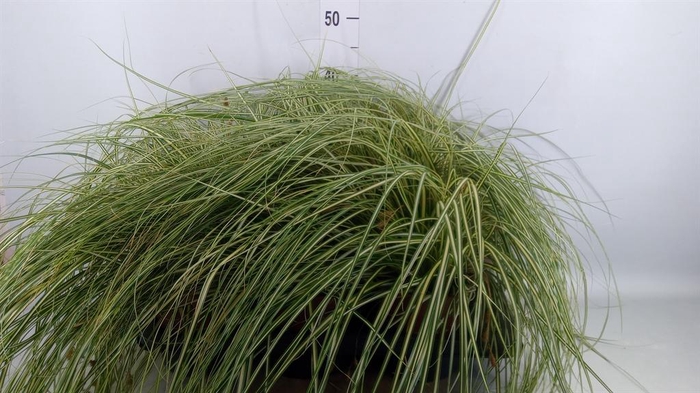 <h4>Carex hachijoensis 'Evergold'</h4>