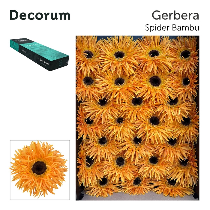 <h4>Gerbera Spider Bambu Doos</h4>