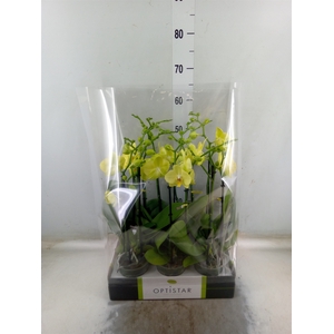 Phalaenopsis  'Ant Ferrara'