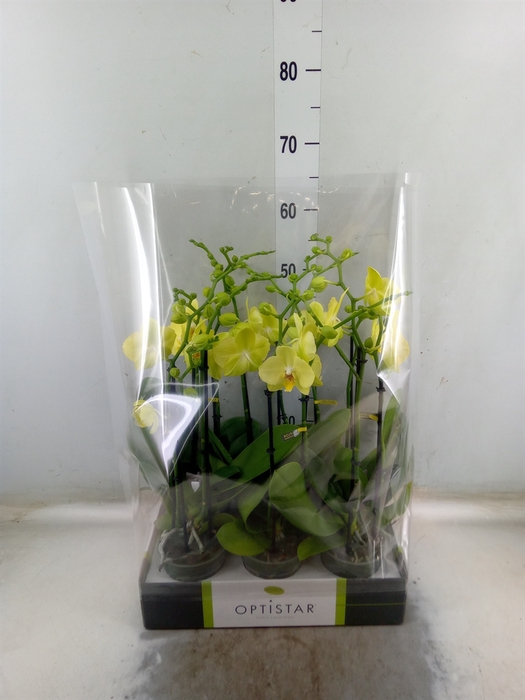 <h4>Phalaenopsis  'Ant Ferrara'</h4>