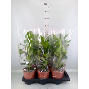 Clusia rosea 'Princess'